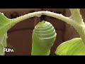Egg to Monarch Butterfly - Kids Nature, Sustainable Science, Online Eco School with Munchimonster