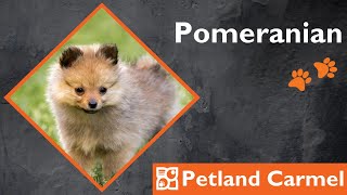 Tail Wagging Wonders: Pomeranian Breed