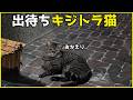 最近出待ちするようになったキジトラ猫ちゃん