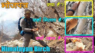 Bhojpatra(Himalayan Birch Tree)   - भोजपत्र  क्या होता है, कहाँ मिलता है  ? Gangotri- Gaumukh Trek