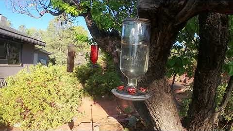 Hummer, filmed at 200 fps with Insta 360 One R, 4 k mod.