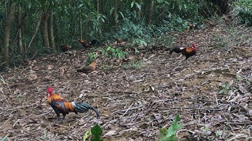 Bẫy gà rừng về nguyên đàn đông như kiến ,dính bổi siêu đẹp