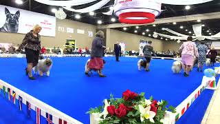 2022 Keeshond National Specialty  Best of Breed (part 1)