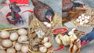 Khajuri meanwali hen hatched first time chicks || Seven chicks hatched from eleven eggs