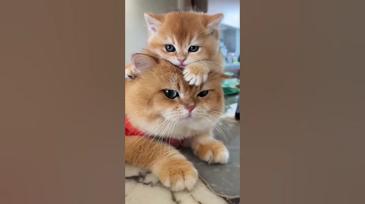 Watch the video about Cats Meow#meow#cat#catmeowing #funny