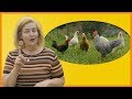 4 Steps to Introduce Baby Chickens To Your Old Flock