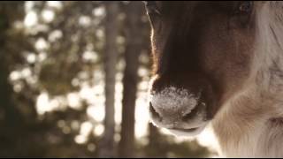 Boreal Caribou of BC