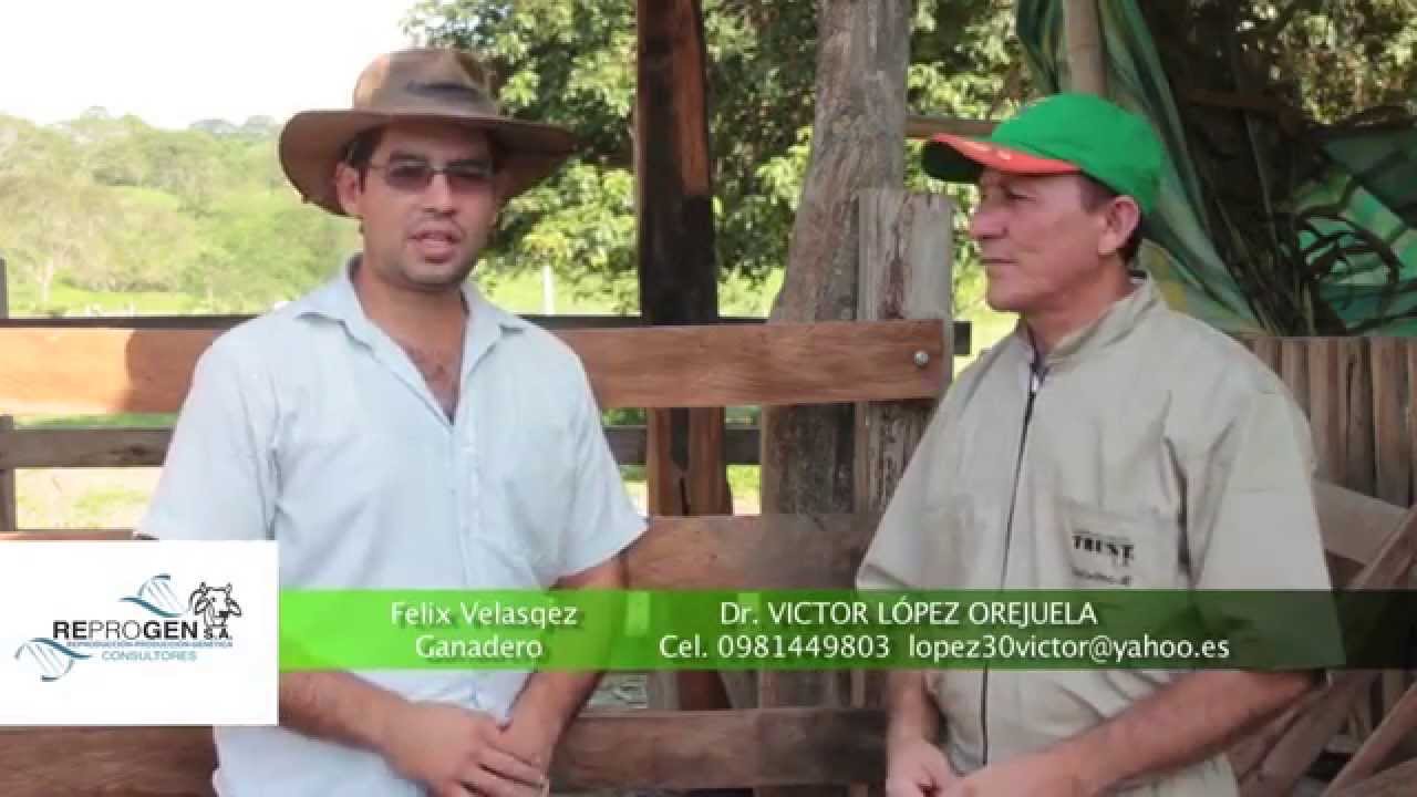 SINCRONIZACIÓN DE CELOS