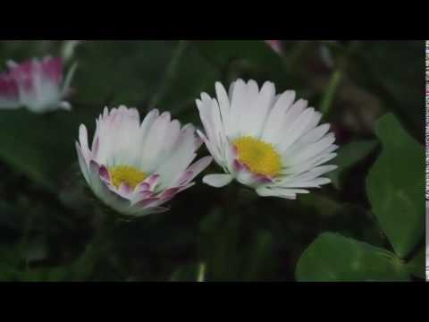 Video: Jednoduchosť Sedmokrásky