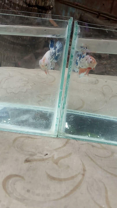 Hasil kawin silang ikan cupang blurim x nemo multi