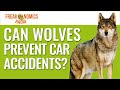 Can Wolves Prevent Car Accidents? | Freakonomics Radio