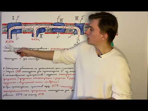 Окислительное фосфорилирование: общие принципы работы.