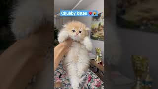 Chubby kitten meowing ❤