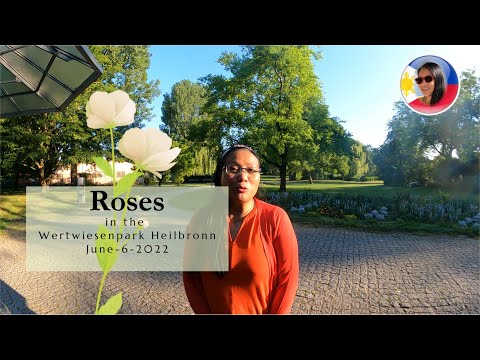 2022 06 12   Roses in the Wertwiesenpark Heilbronn