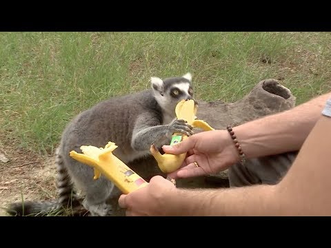 ბახუტა მსოფლიო ჩემპიონატის შესახებ | ლეიმარის პროგნოზი