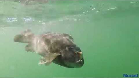 How to catch tautog with hermit crabs