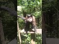 família de macaco-prego crescendo