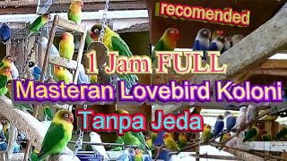 GEROMBOLAN LOVEBIRD KOLONI pagi hari [Untuk Masteran dan Terapi Relax]