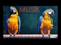 Birds - Xad (No copyright music)