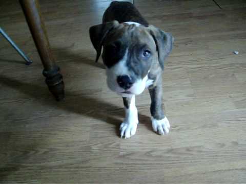 9 week old blue nose pitbull puppy