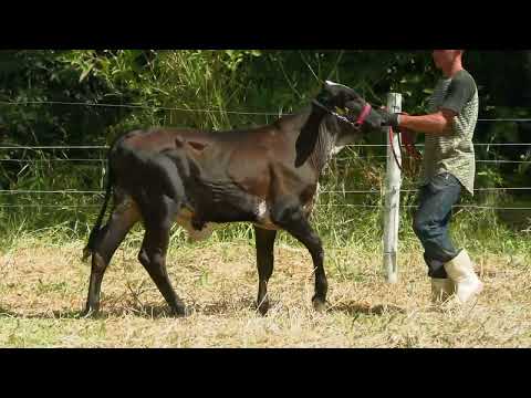 LOTE 11  FAZENDA CACHOEIRA   3327CG