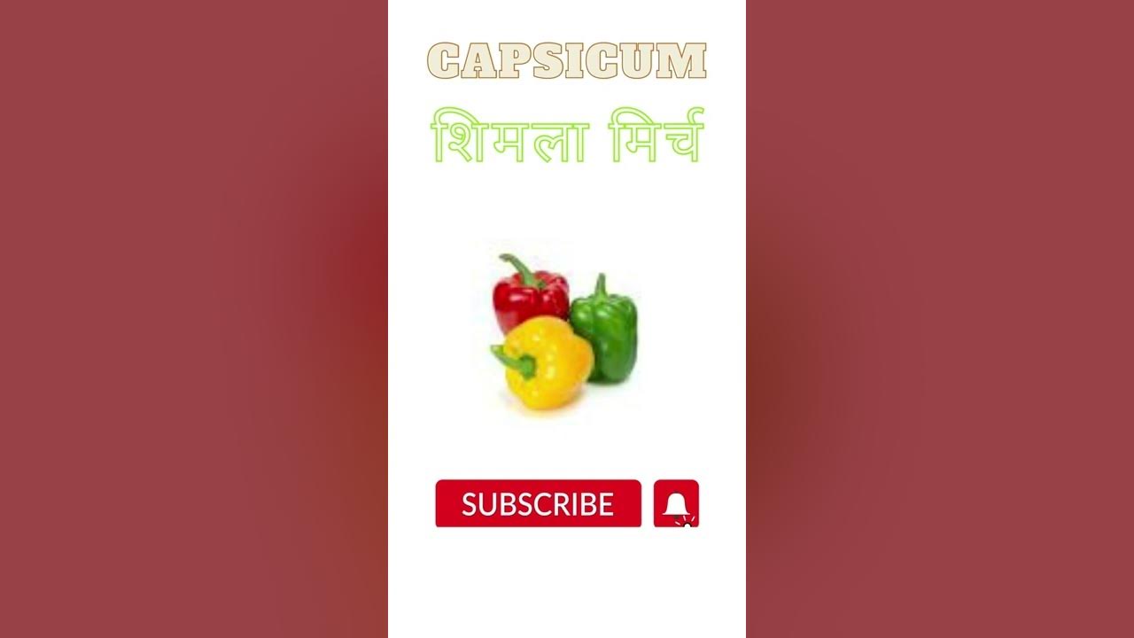 capsicum-meaning-in-hindi-youtube