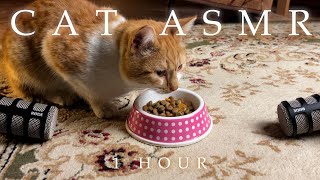 1 Hour ASMR |  Cat Eating and Purring