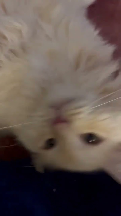 571320022 24778506925174931 1563984266494676579 n