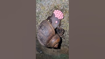 snail Laying Eggs - A Fascinating Nature Moment!