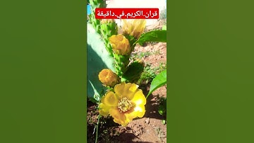 سورة.الفرقان.والصف.سعود.الشريم #اكسبلور #سورة_الفرقان #quran #لايك #duet #احترم.القران.دقيقة #ترند