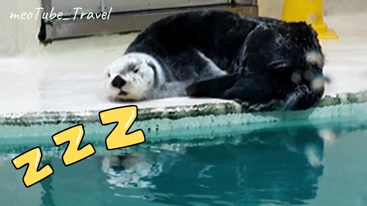 ラッコ ⭐キラちゃんのすやすやおねんねタイム😴💤 #鳥羽水族館 #seaotter #meoTube_Travel