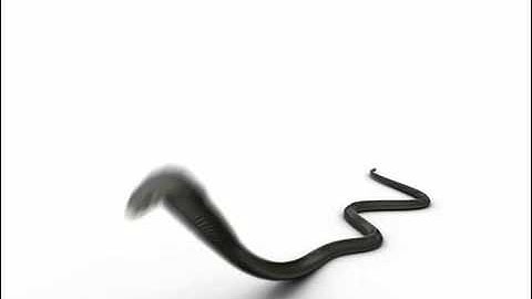 Deformation based Animation of Snake Locomotion