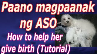 Paano magpaanak ng Aso ,  Dog giving birth video , How to help her give birth