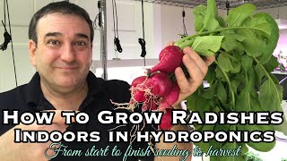 How to Grow Radishes Indoors in Hydroponics