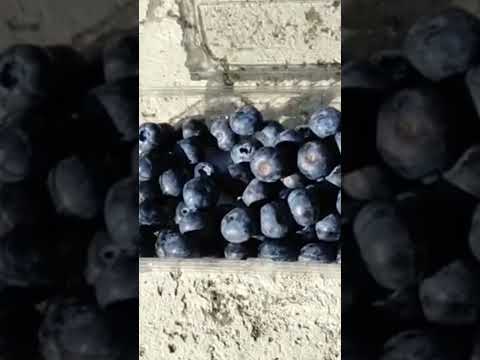 Video: Blueberry mevasi pishmaydi - Nega mening ko'katlarim pishmaydi