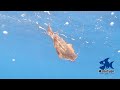 【衝撃映像】アオリイカに針をかけて船から落としてみると・・・ #1