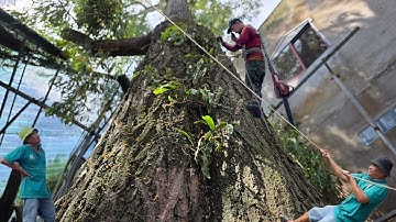 Cưa cây tràm siêu khủng , vị trí khó , Nghiêng vào nhà , Cưa cây kỷ thuật cao 