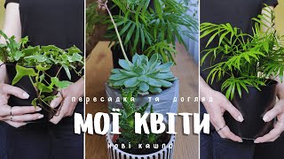 Пересаджую КВІТИ | Мої нові кашпо | Догляд за кімнатними рослинами