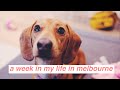 a week in my life in melbourne | VLOG