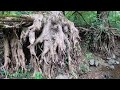 Metal Detecting Creek Walk With Creepy Roots