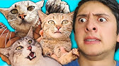 Nueva Gata Por Navidad Youtube