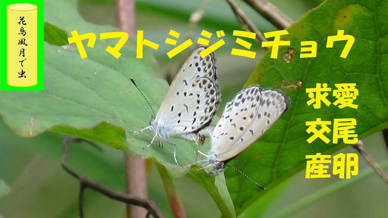 蝶々 餌