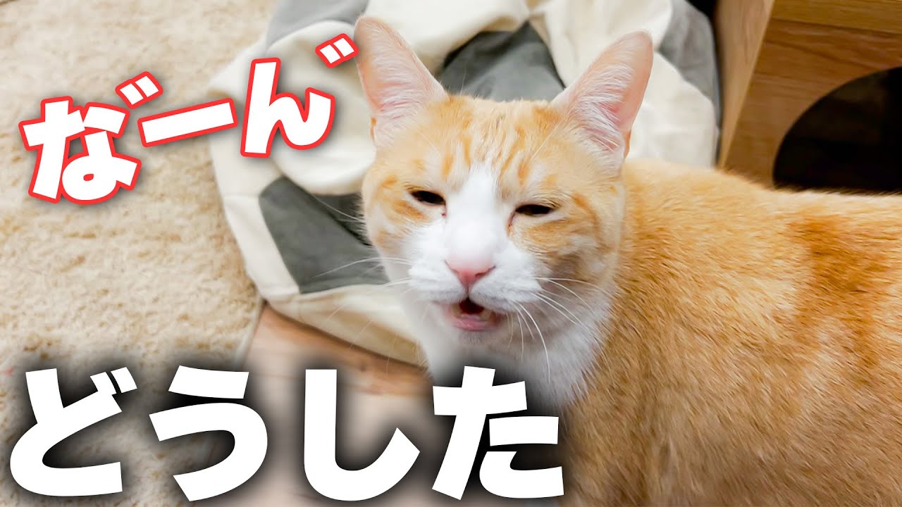 ユーモアなお顔の猫⑦ A cat talking to its owner with a ridiculous expression on its