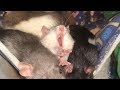 Rats Yawning Compilation (So Cute)