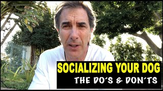Socializing Your Dog - the do's and don't - Robert Cabral Dog Training Video