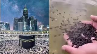 سبحان الله لايك للمقطع يا اصدقاء ♡♡