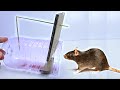 How to make a Mouse Trap - Best mouse trap