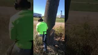 Felling A Tree With HEAVY Lean Toward Power Lines | Sizwill Undercut