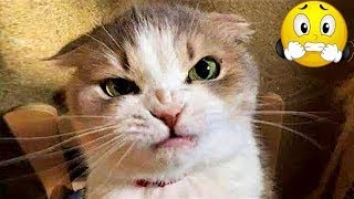 Funny Dogs And Cats Videos 2024 😅 - Best Funniest Animal Videos You Will Laugh for Weeks by Yuppy Pets 101 views 1 month ago 9 minutes, 31 seconds