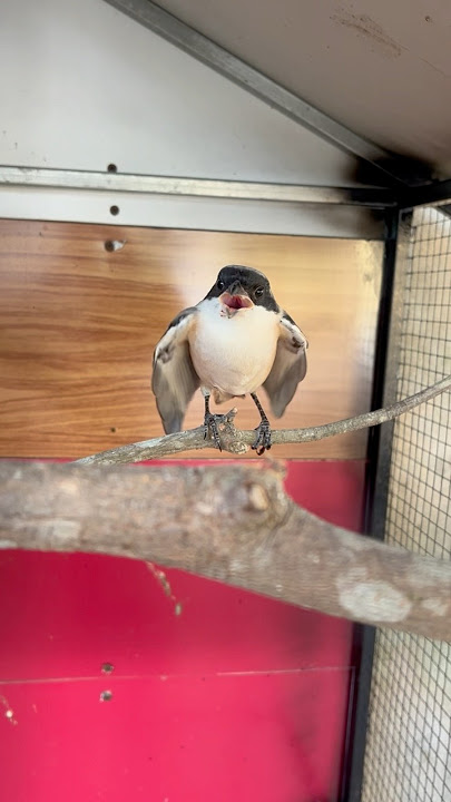 Little hunter #birds #animals #chaomaohothay #pets #animals #chimbachthanh @cucutv9029